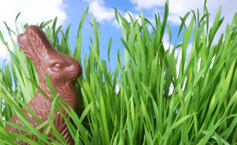 A chocolate bunny in the grass. Thinkstock.