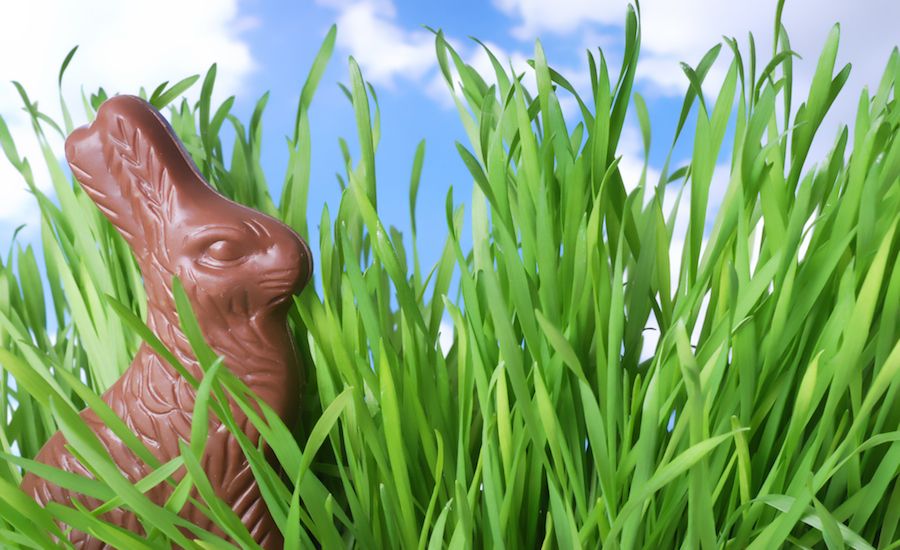 A chocolate bunny in the grass. Thinkstock.