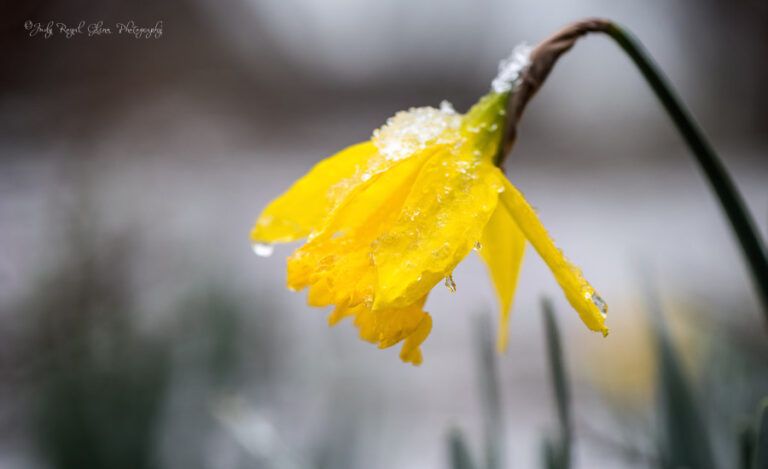 Drooping daffodil in the snow. Photo by Judy Royal Glenn.