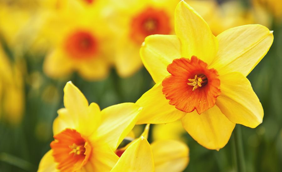 Daffodils. Photo: Thinkstock.