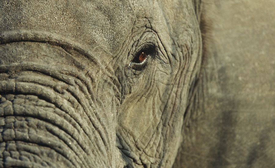 Close-up of an elephant's eye. Thinkstock.