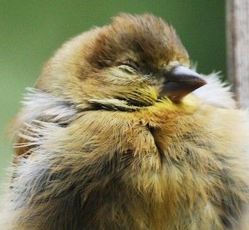 A sleeping American goldfinch. Photo by Barbara K. Higgins.