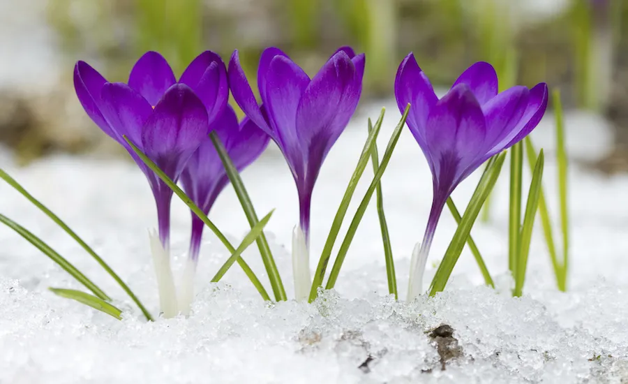 Crocuses blooming. Thinkstock.