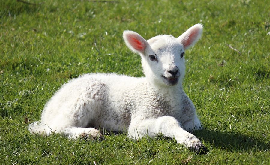 Lamb in a meadow. Thinkstock.