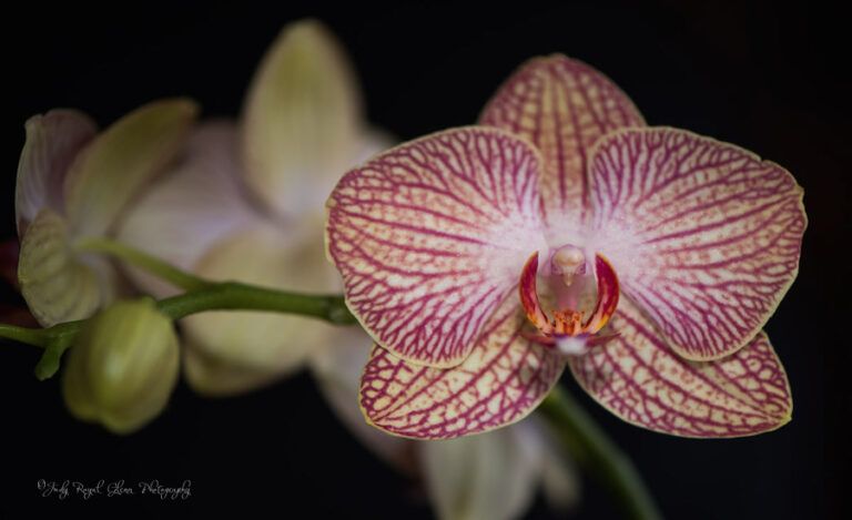Guideposts: Orchid, Change a Destroyed Valentine's Day gift