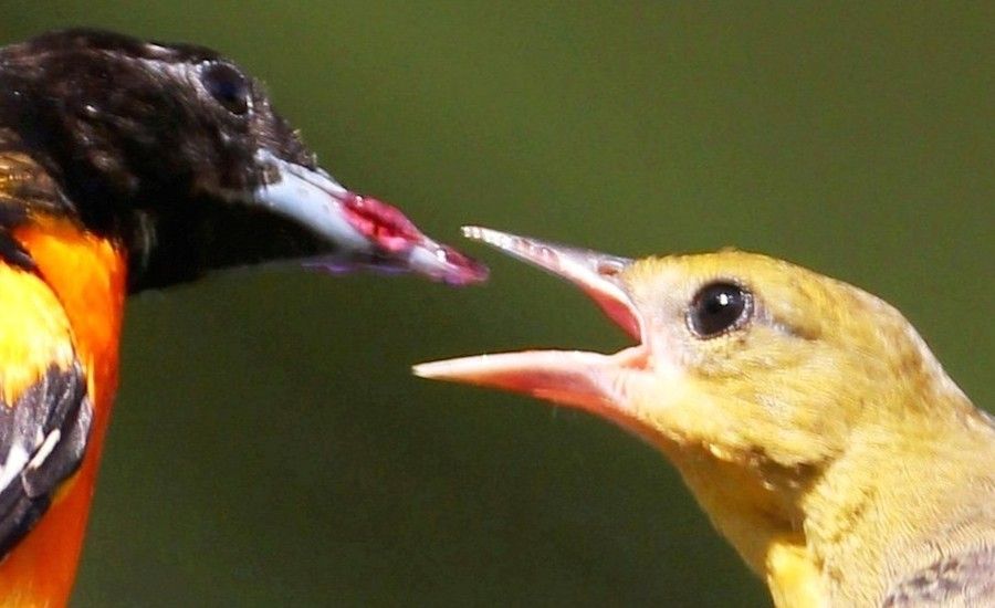 A Baltimore oriole feeds his young some grape jelly. Photo by Barbara K. Higgins.