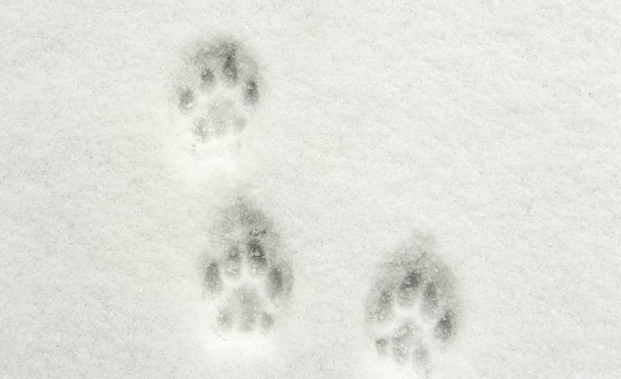 Pawprints in the snow. Thinkstock.
