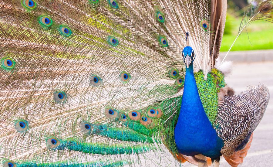 Peacock fanning his tail. Thinkstock.