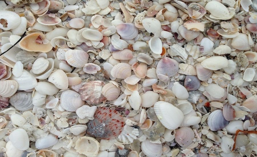 Shells on the beach. Photo by Diana Aydin.