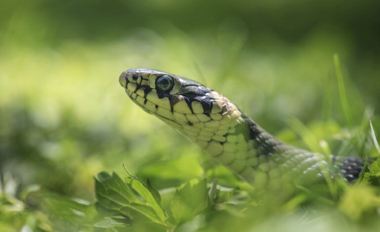 Snake in the grass. Thinkstock.
