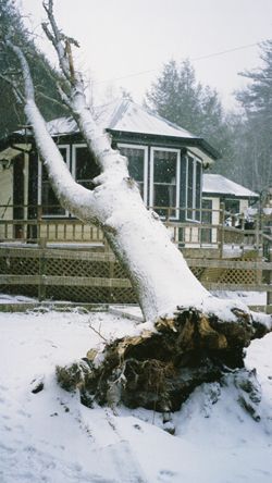 A picture of the tree that fell on Debra's house