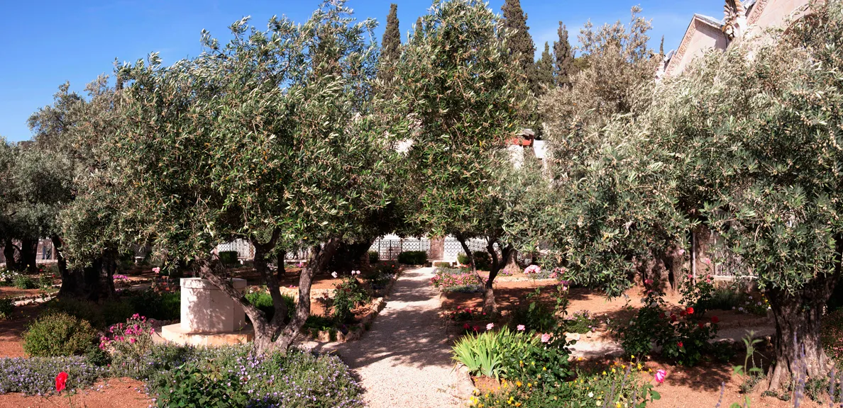 The Garden of Gethsemane in Jerusalem