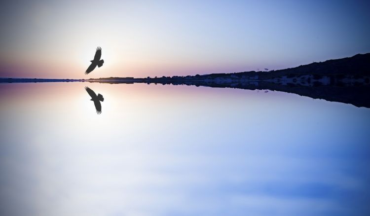 Peaceful scene of bird soaring over ocean