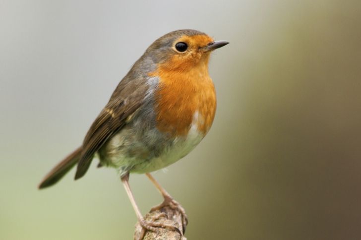 A robin on a branch.