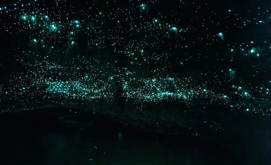 Glowworm cave. Pallavi Jallan/Waitomo Glowworm Cave, New Zealand.