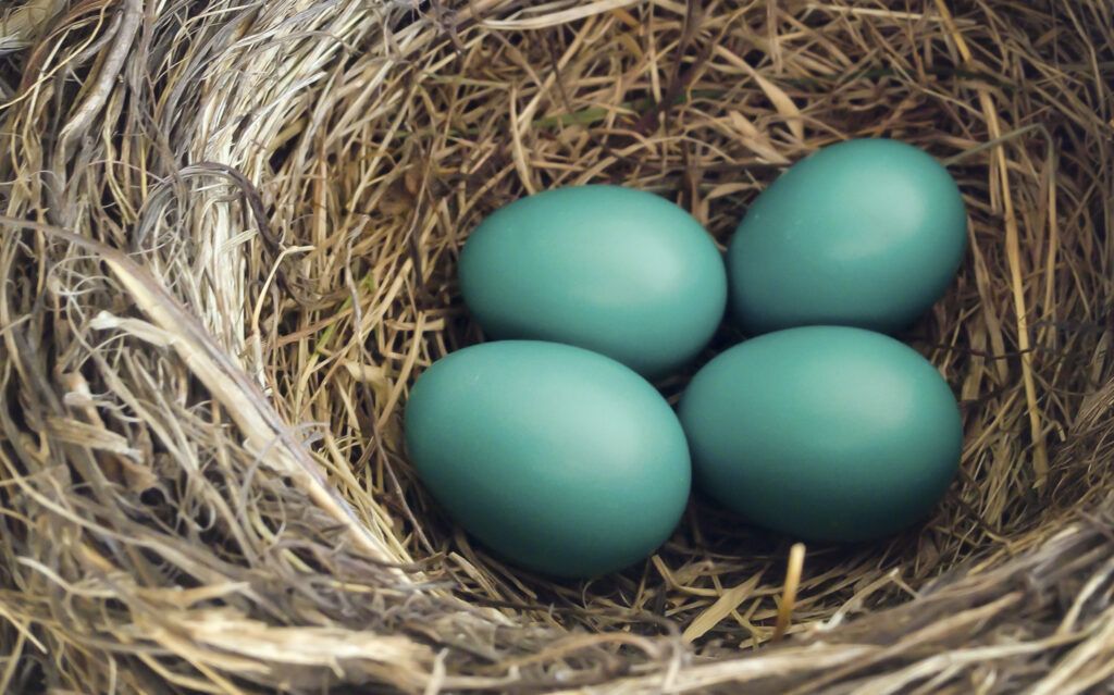 Blue eggs in a nest. Photo: Thinkstock.