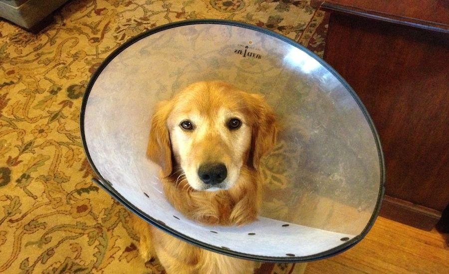 Ike wearing the dreaded cone. Photo courtesy Peggy Frezon.