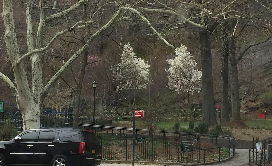 Spring blooms in the city. Photo by Elizabeth Lorris Ritter.