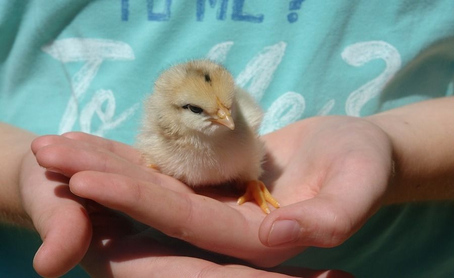Hands cradling a baby chick. Photo Pixabay.