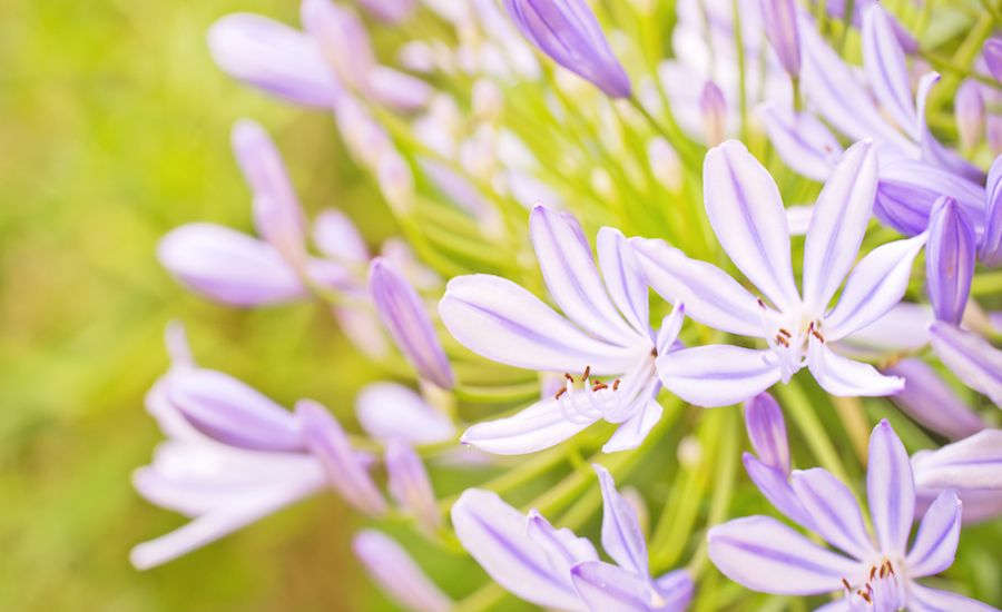 Lilies in a field. Photo: Thinkstock.