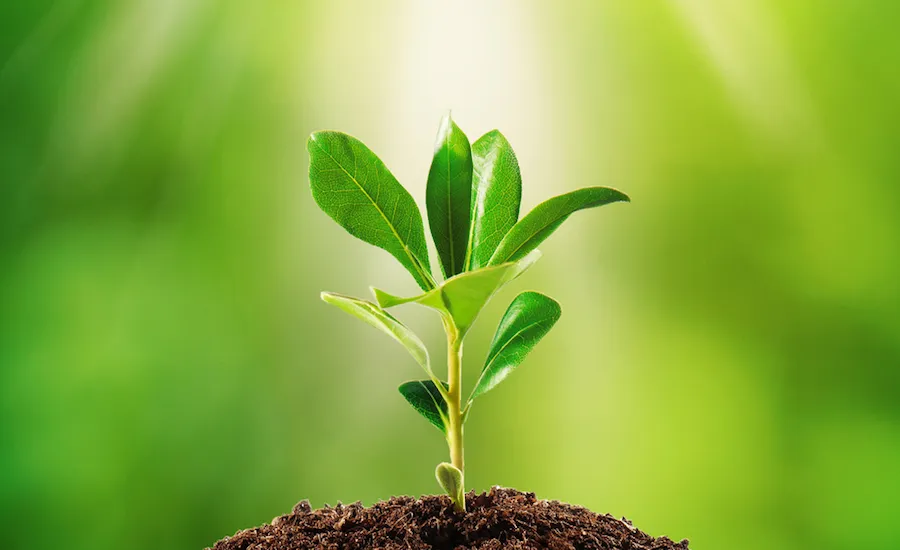 A spring shoot. Shutterstock.