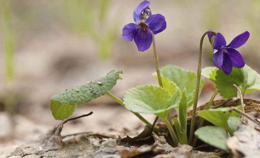 Spring violets. Photo: Thinkstock.