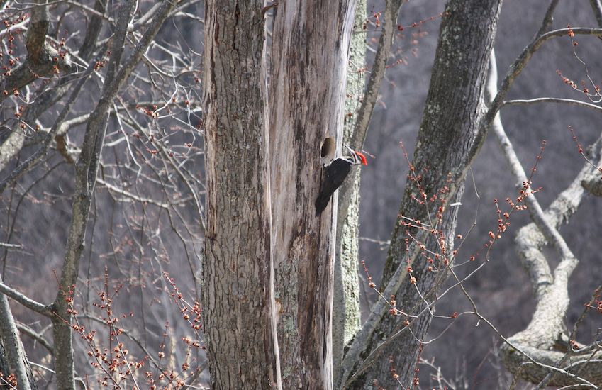 The busy woodpecker in Peggy Frezon's backyard.