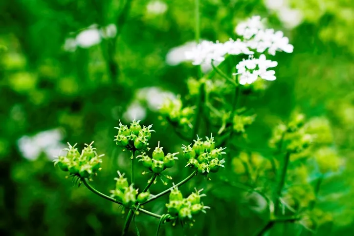 Coriander/Cilantro (Coriandrum sativu)