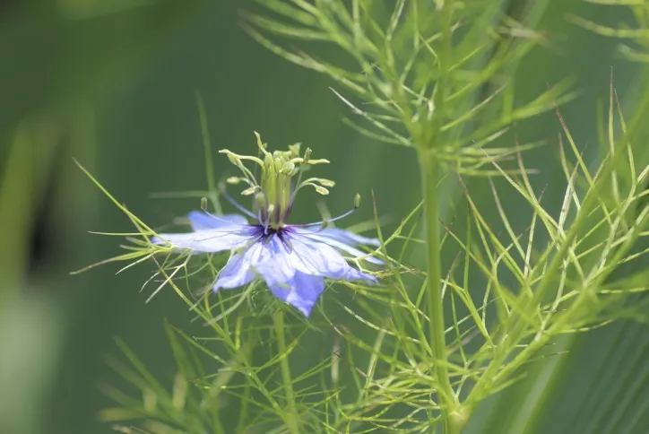 Cumin (Cuminum cyminum)