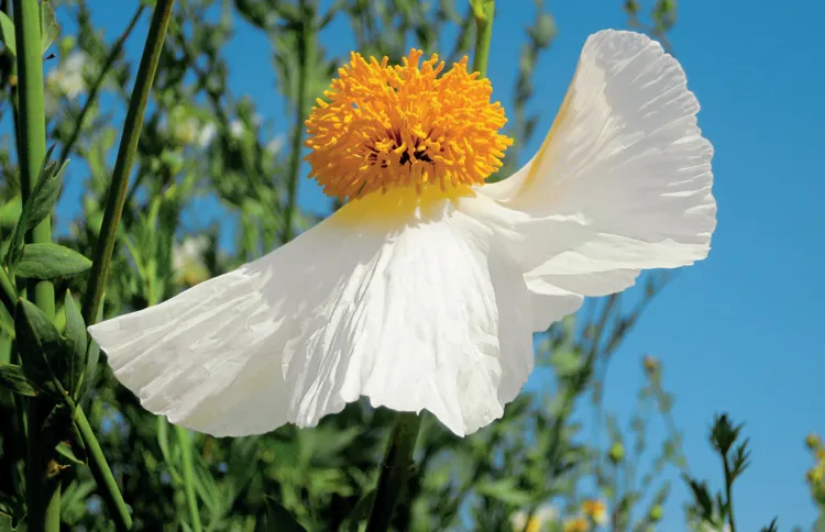 A Matilija poppy that resembles a waving angel