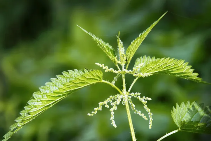 Nettle (Urtica dioica)