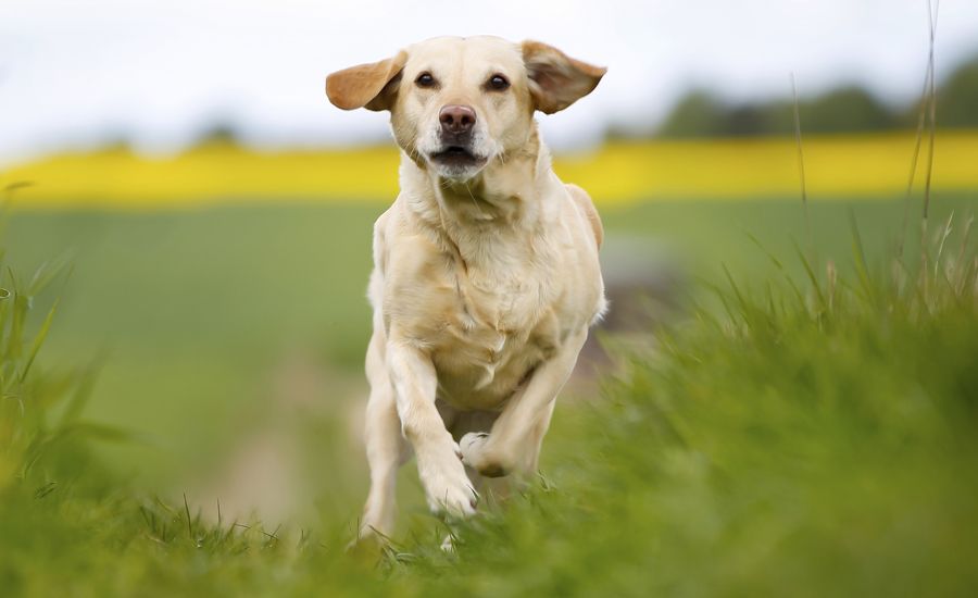 A golden Lab runs to get help when his owner falls ill.