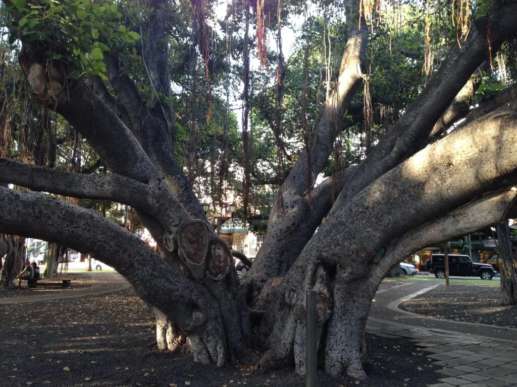 A massive Banyan tree in Maui’s downtown Lāhainā.