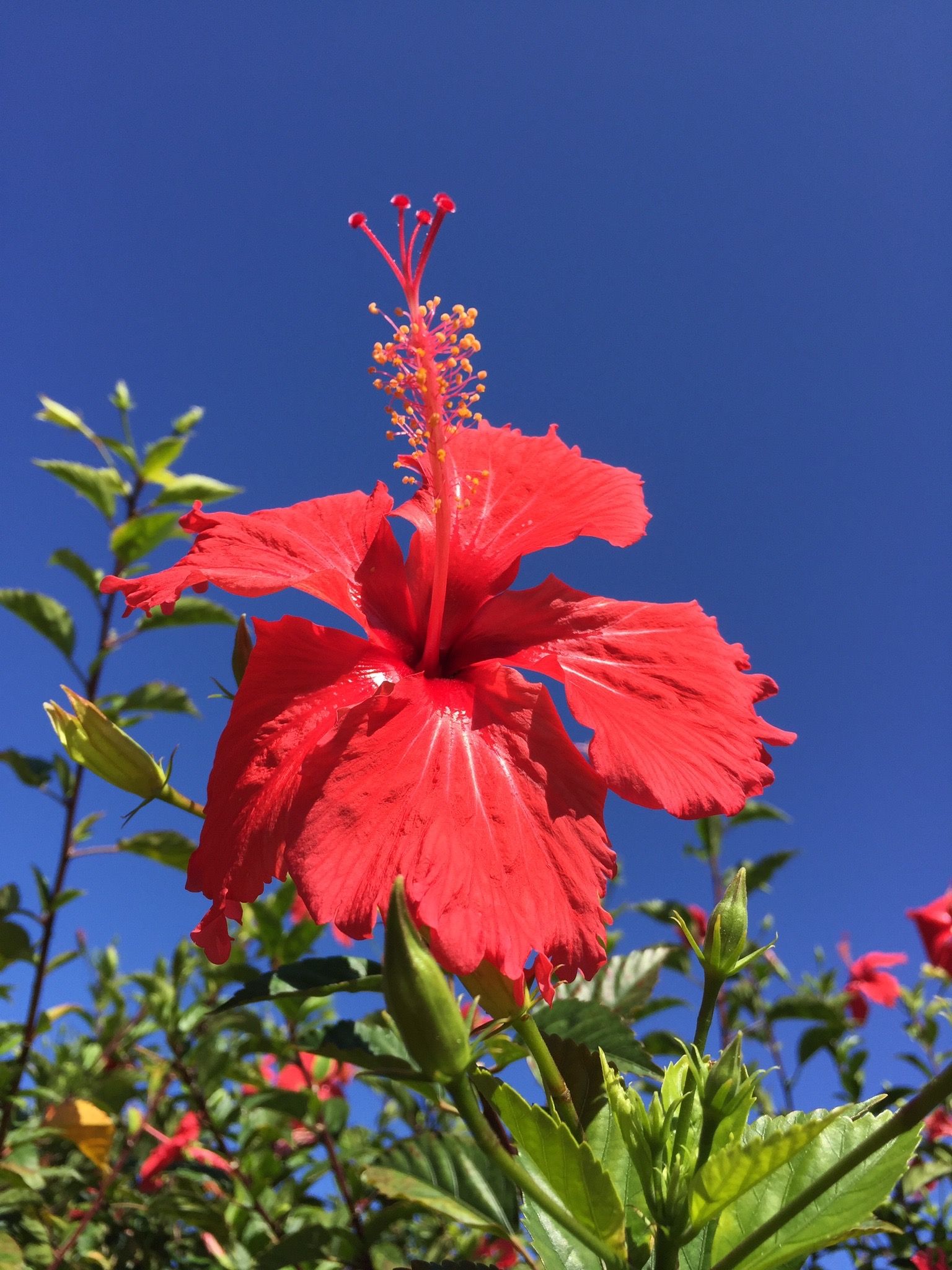 A flower on the island of Maui, Hawaii