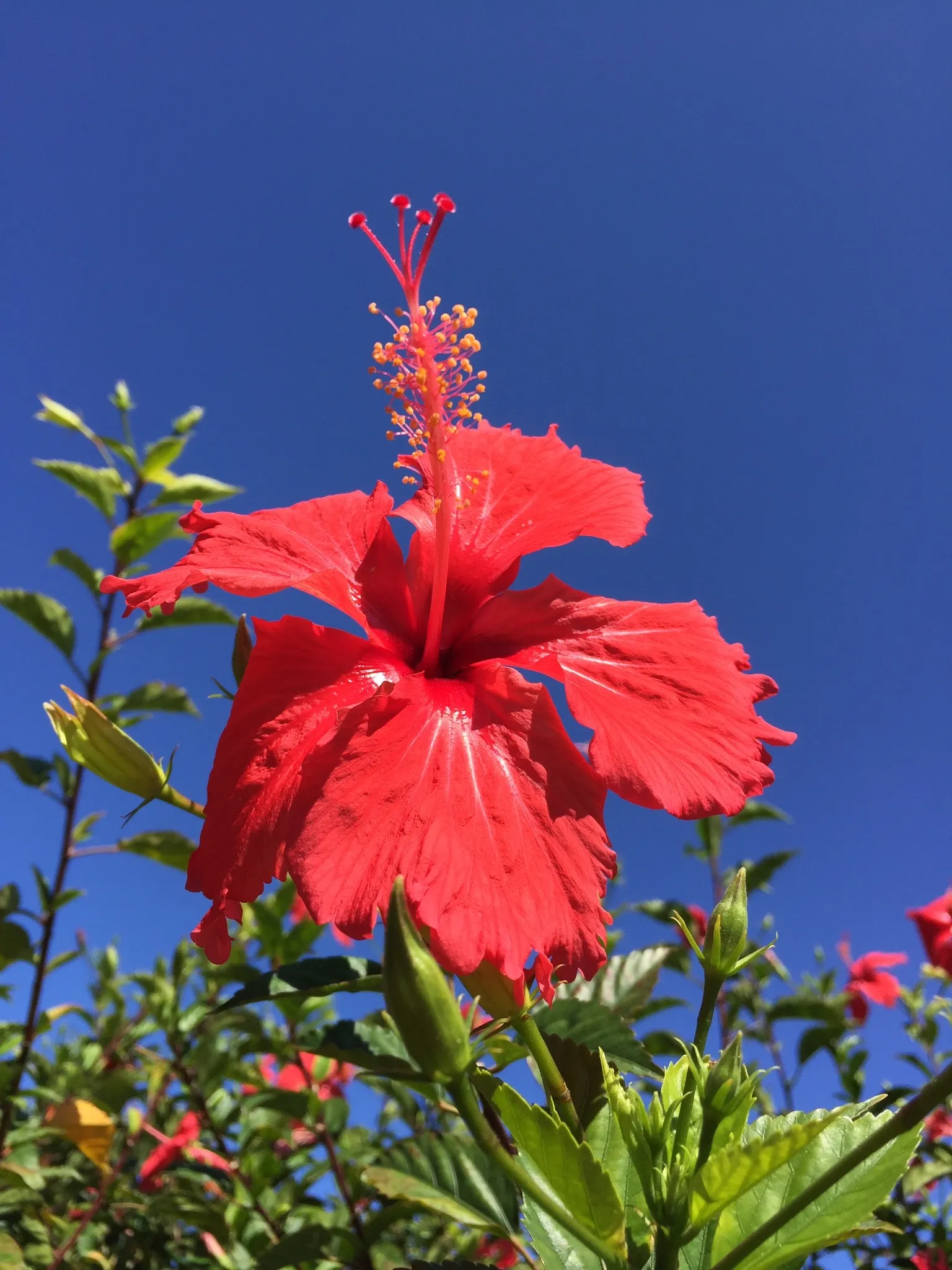 A flower on the island of Maui, Hawaii