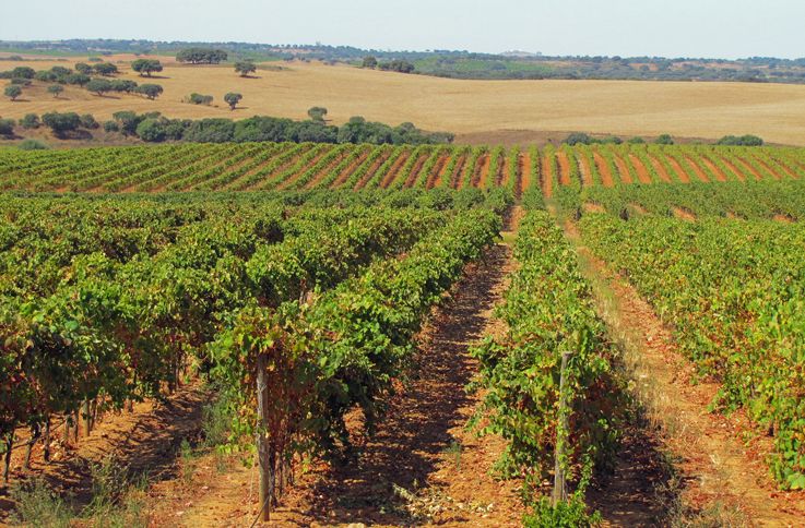 The fields where grapes for Alentejo's full-bodied wines are grown