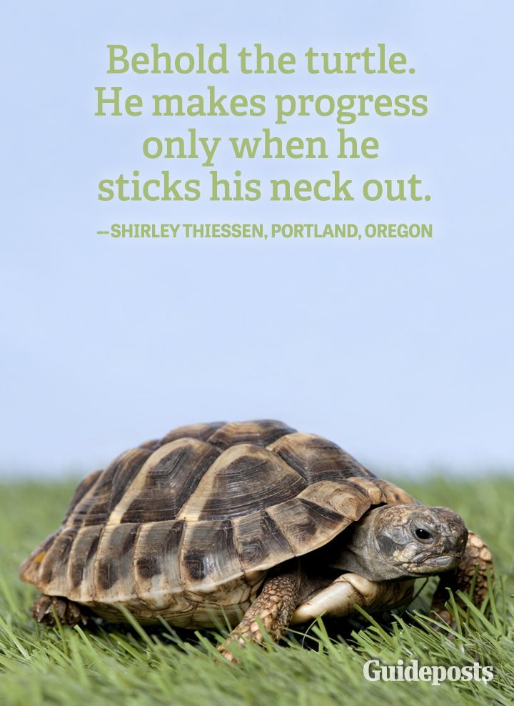 Motivation Quote Turtle progress stick neck out