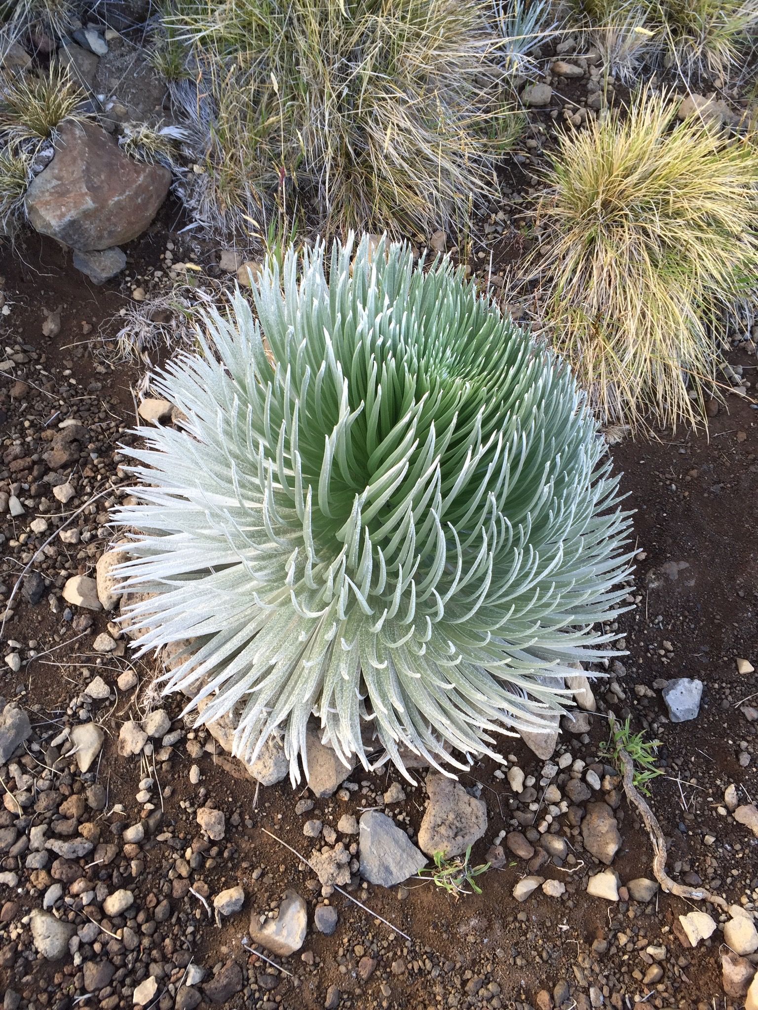 Silversword, a spiky plant found only on Haleakalā, a dormant volcano in East Maui, Hawaii.