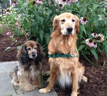 Kelly and Ike, two approaches to handling obstacles.