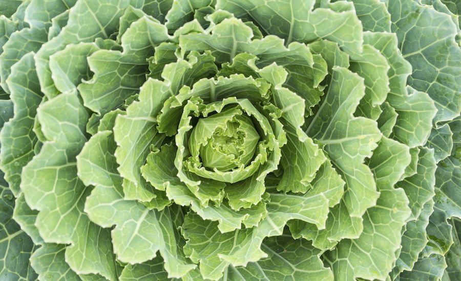 A flowering cabbage. (Thinkstock)