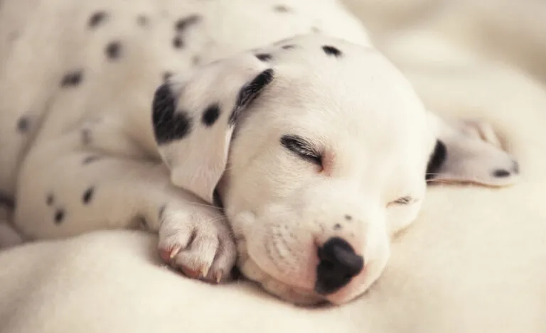 A Dalmation puppy blissfully sleeping.
