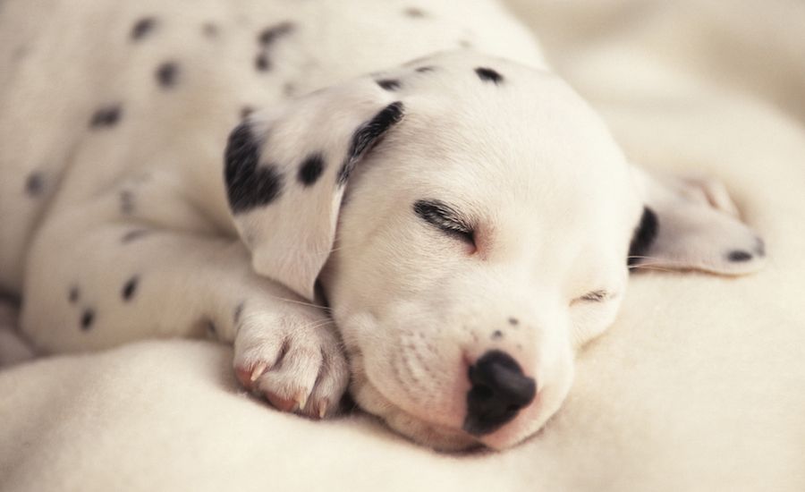 A Dalmation puppy blissfully sleeping.