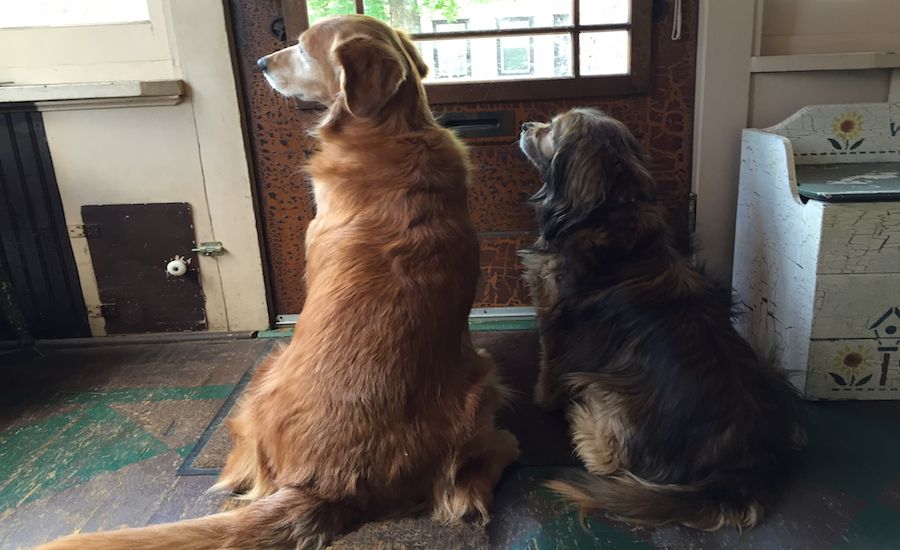 Peggy's dogs waiting by the door. God will always be there for us.
