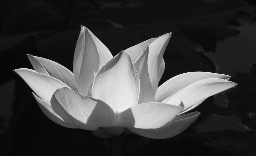Does this white lotus flower inspire prayer?