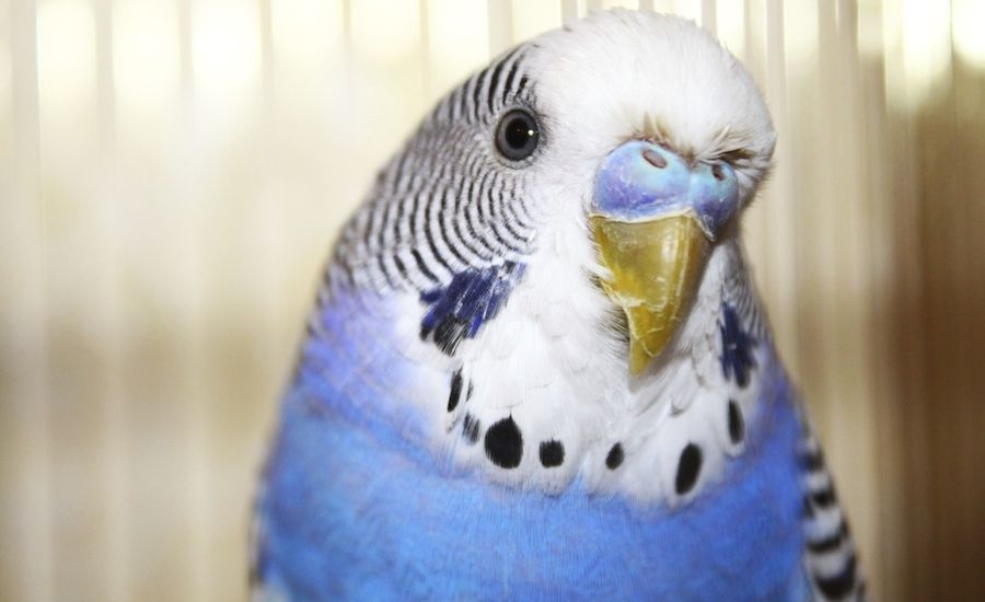 Portrait of a parakeet (Thinkstock)