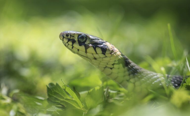 Snake in your yard? How would you handle it?