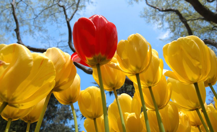 An inspiring red tulip stands tall in a field of yellow tulips.