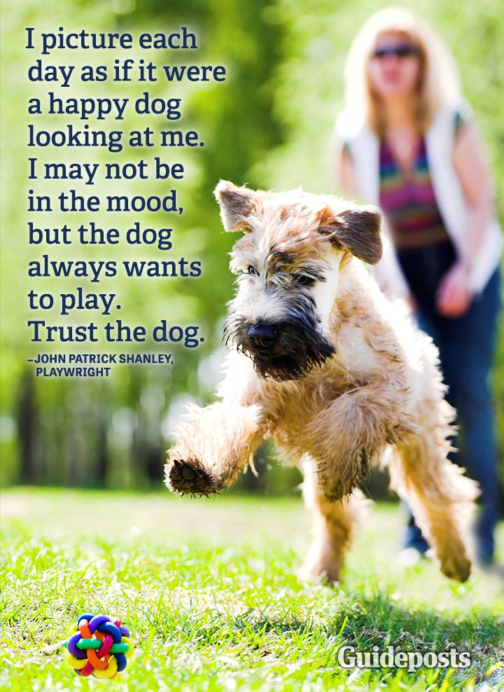 Happiness quote John Patrick Shanley dogs pets