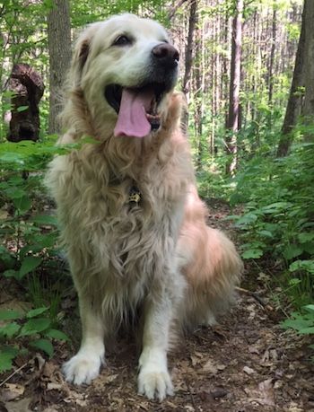 Millie in the forest.