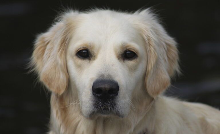 Portrait of a golden retriever. Dogs--what a gift from God!